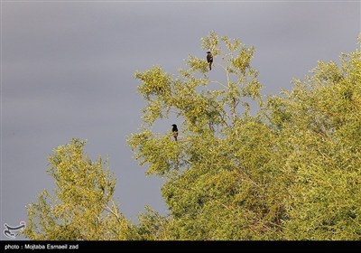 Заповедная зона водно-болотных угодий Новрузлоо в Миандоабе