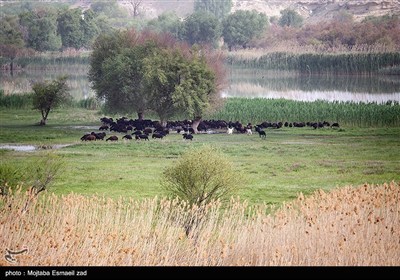 Заповедная зона водно-болотных угодий Новрузлоо в Миандоабе