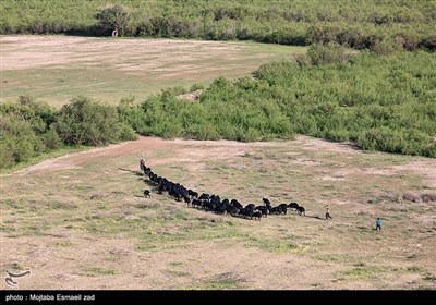 Заповедная зона водно-болотных угодий Новрузлоо в Миандоабе
