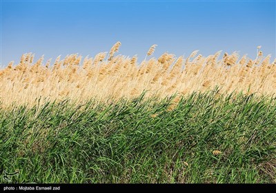 Заповедная зона водно-болотных угодий Новрузлоо в Миандоабе