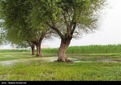 Заповедная зона водно-болотных угодий Новрузлоо в Миандоабе