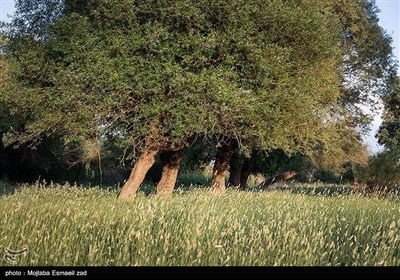 Заповедная зона водно-болотных угодий Новрузлоо в Миандоабе