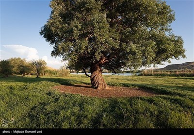 Заповедная зона водно-болотных угодий Новрузлоо в Миандоабе