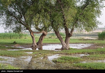 Заповедная зона водно-болотных угодий Новрузлоо в Миандоабе