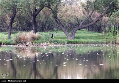 Заповедная зона водно-болотных угодий Новрузлоо в Миандоабе
