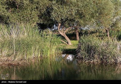 Заповедная зона водно-болотных угодий Новрузлоо в Миандоабе