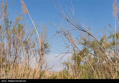 Заповедная зона водно-болотных угодий Новрузлоо в Миандоабе