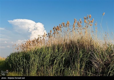 Заповедная зона водно-болотных угодий Новрузлоо в Миандоабе