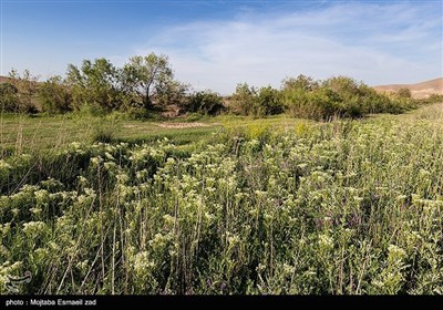 Заповедная зона водно-болотных угодий Новрузлоо в Миандоабе