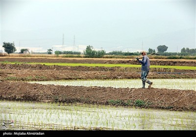 اجرای میدانی تفاهم‌نامه ستاد اجرایی و جهاد کشاورزی