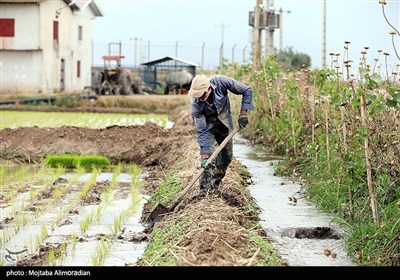 اجرای میدانی تفاهم‌نامه ستاد اجرایی و جهاد کشاورزی