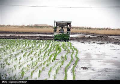 اجرای میدانی تفاهم‌نامه ستاد اجرایی و جهاد کشاورزی