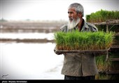 اجرای میدانی تفاهم‌نامه ستاد اجرایی و جهاد کشاورزی