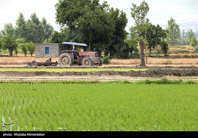 اجرای میدانی تفاهم‌نامه ستاد اجرایی و جهاد کشاورزی