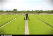 اجرای میدانی تفاهم‌نامه ستاد اجرایی و جهاد کشاورزی