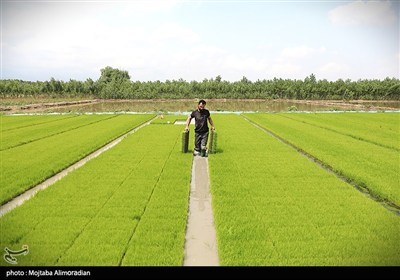 اجرای میدانی تفاهم‌نامه ستاد اجرایی و جهاد کشاورزی