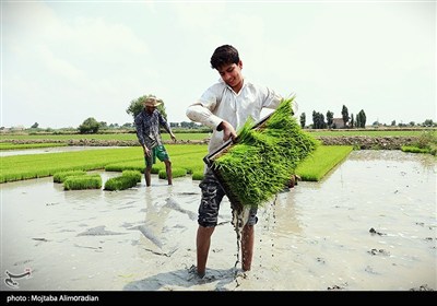 اجرای میدانی تفاهم‌نامه ستاد اجرایی و جهاد کشاورزی