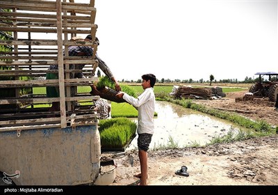 اجرای میدانی تفاهم‌نامه ستاد اجرایی و جهاد کشاورزی