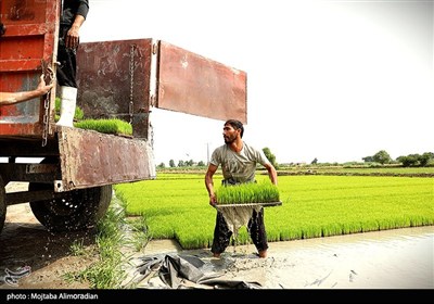 اجرای میدانی تفاهم‌نامه ستاد اجرایی و جهاد کشاورزی