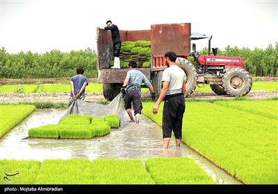 اجرای میدانی تفاهم‌نامه ستاد اجرایی و جهاد کشاورزی