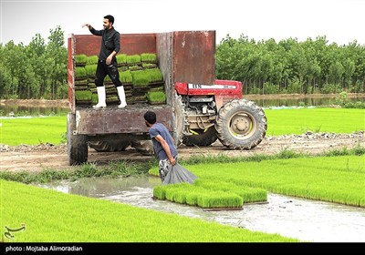 اجرای میدانی تفاهم‌نامه ستاد اجرایی و جهاد کشاورزی