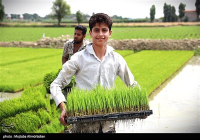 اجرای میدانی تفاهم‌نامه ستاد اجرایی و جهاد کشاورزی