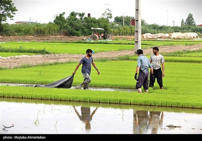 اجرای میدانی تفاهم‌نامه ستاد اجرایی و جهاد کشاورزی