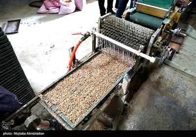 اجرای میدانی تفاهم‌نامه ستاد اجرایی و جهاد کشاورزی