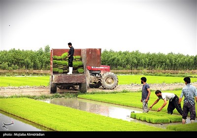 اجرای میدانی تفاهم‌نامه ستاد اجرایی و جهاد کشاورزی