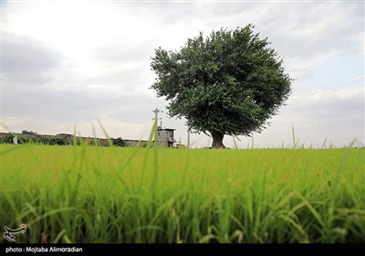 اجرای میدانی تفاهم‌نامه ستاد اجرایی و جهاد کشاورزی