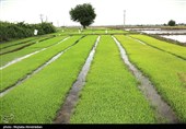 کشاورزی زیربنای حیات خراسان جنوبی است