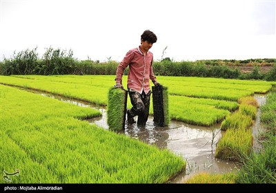 اجرای میدانی تفاهم‌نامه ستاد اجرایی و جهاد کشاورزی
