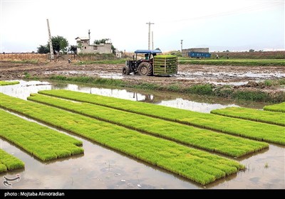 اجرای میدانی تفاهم‌نامه ستاد اجرایی و جهاد کشاورزی