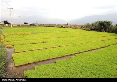 اجرای میدانی تفاهم‌نامه ستاد اجرایی و جهاد کشاورزی
