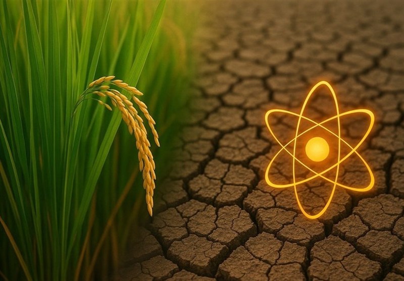 برنج هسته‌ای ایرانی راهی برای عبوراز بحران آب و کاهش وابستگی