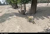 قطع غیرقانونی درختان کهنسال روستای رضیآباد احمدآباد مستوفی