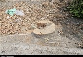 دستگیری باند حرفهای قاچاق چوب در آمل