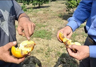 آفت،گلستان،مديريت،باغداران،باغات،ميوه،كشاورزي،باغدار،مگس،آفا ...