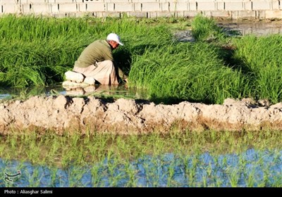 &#171;فصل برنج&#187; در بابا امان بجنورد