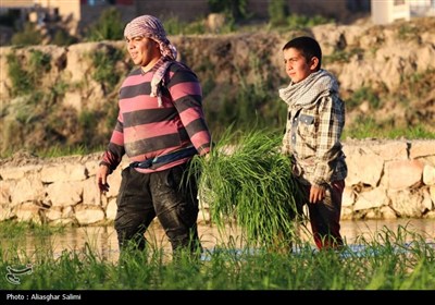&#171;فصل برنج&#187; در بابا امان بجنورد