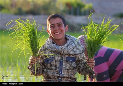 &#171;فصل برنج&#187; در بابا امان بجنورد