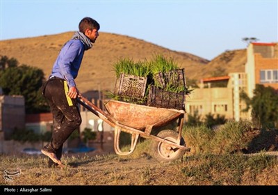 &#171;فصل برنج&#187; در بابا امان بجنورد