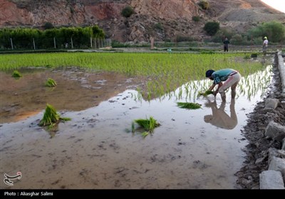 &#171;فصل برنج&#187; در بابا امان بجنورد