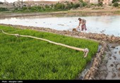 امسال 1.8 میلیون تن برنج در کشور تولید می شود