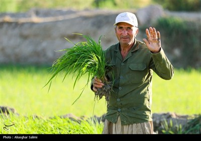 &#171;فصل برنج&#187; در بابا امان بجنورد