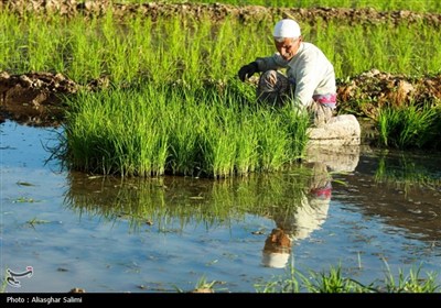 &#171;فصل برنج&#187; در بابا امان بجنورد