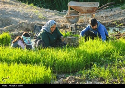&#171;فصل برنج&#187; در بابا امان بجنورد