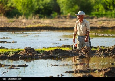 &#171;فصل برنج&#187; در بابا امان بجنورد