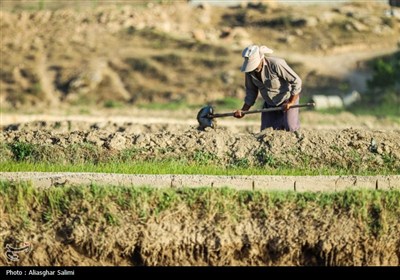 &#171;فصل برنج&#187; در بابا امان بجنورد