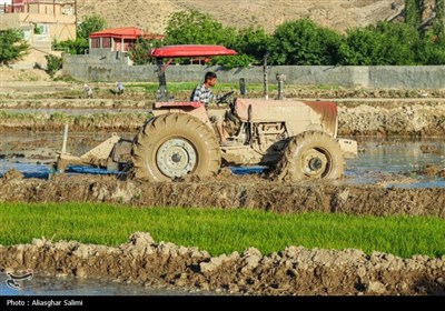 &#171;فصل برنج&#187; در بابا امان بجنورد